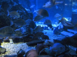 Japonsko - akvarium
