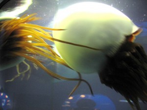 Japonsko - akvarium